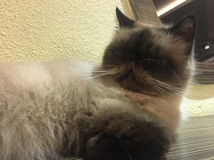 -more than meow吴止猫主题餐厅(承德 中船汇店)