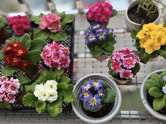 -双季花艺园艺市场(浦东店)