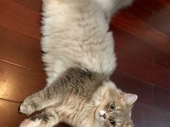 -momokira米努特·德文卷毛猫·棉花面纱犬