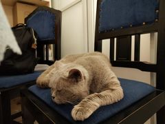 -鼓捣猫呢主题猫咖店