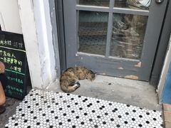 -猫咪博物馆(顶澳仔猫街店)