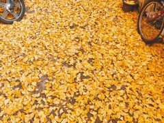 -北京国子监胡同
