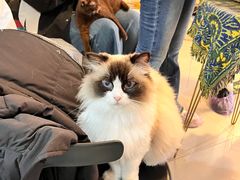 -平行世界·猫咖(首经贸店)