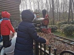 -合肥滨湖国家森林公园