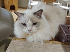 -藏猫猫咖啡主题馆(中央大道店)