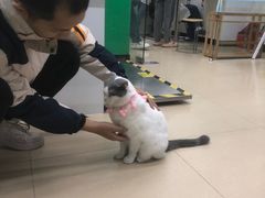 -瑞派动物医院·猫专科·至诚(江南中分院)