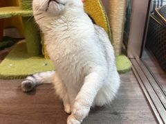 -车接车送·寄养洗护·德文猫舍(大宁店)
