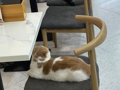 -喵园·猫主题咖啡厅·撸猫·猫咖(国贸店)