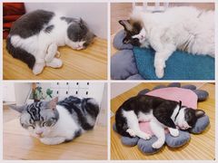-李小姐の猫咖啡馆(五角场店)
