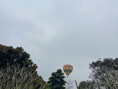 -西双版纳原始森林公园