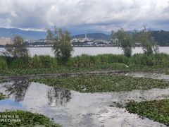 -洱海月湿地公园