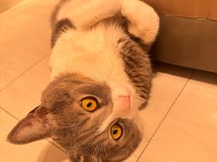 -天使宠物医院·犬猫分诊(彩虹店)