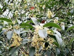 -毛华美食(清扬路店)