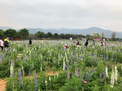 -天适樱花悠乐园