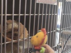 -伟伟宠物医院·CT影像中心·瑞派犬猫综合性门诊(汉口总院)