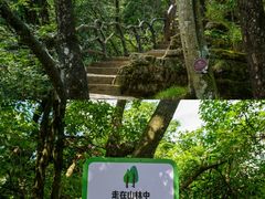-光雾山旅游景区