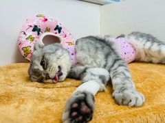 -纳吉亚猫专科动物诊疗中心(蒋宅口分院)