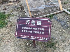 -安亭老街