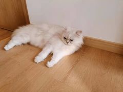 -猫腻·猫咖·撸猫馆(星光大道店)
