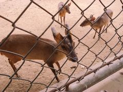 -石家庄市动物园