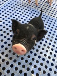 -萌宠亲子动物乐园(槐房万达店)