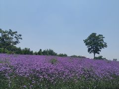 -同里国家湿地公园