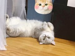 -奈斯宠物医院·核磁CT·异宠专科·内镜(中南店)
