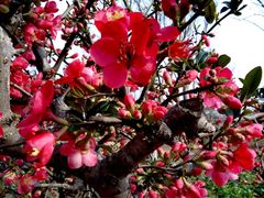 -武汉紫薇都市田园