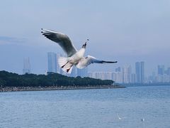 -深圳湾公园(南山区)