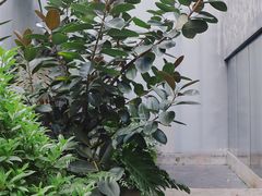 -大芬美术馆