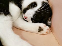 -猫儿山۰猫主题餐厅