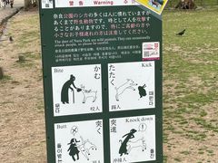 -奈良公园