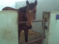 -松声马术俱乐部