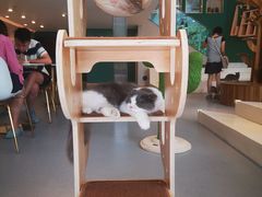 -飞行喵MR PILOT|猫舍·猫咖(静安大融城店)