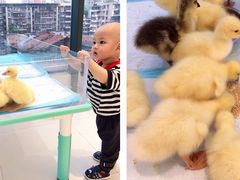 -怪兽屋·羊驼·猫咖·狗咖(俊华广场店)