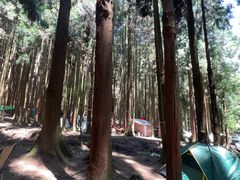 -武陵山森林公园