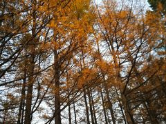 -御道口草原森林风景区