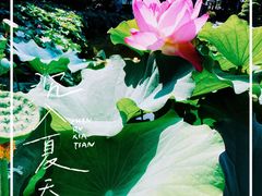 -陈家山荷花公园