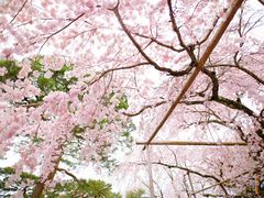 -醍醐寺