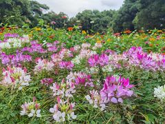 -上海共青森林公园