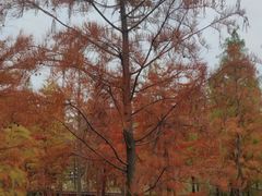 -昆山城市生态森林公园