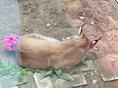 -青藏高原野生动物园