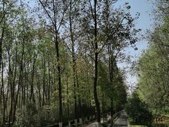 -合肥滨湖国家森林公园