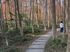 -桤木河湿地公园