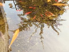 -九尺赵老四鲜鹅肠火锅