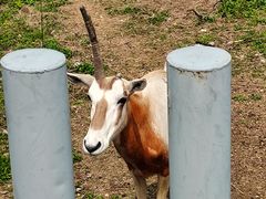 -苏州上方山国家森林公园