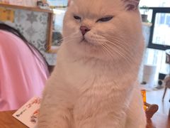 -猫小主咖啡·猫咖cat cafe(福田店)