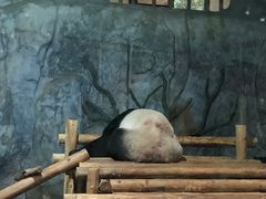 -深圳野生动物园