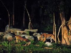 -清迈夜间动物园