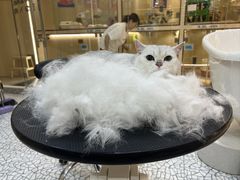 -momokira米努特·德文卷毛猫·棉花面纱犬